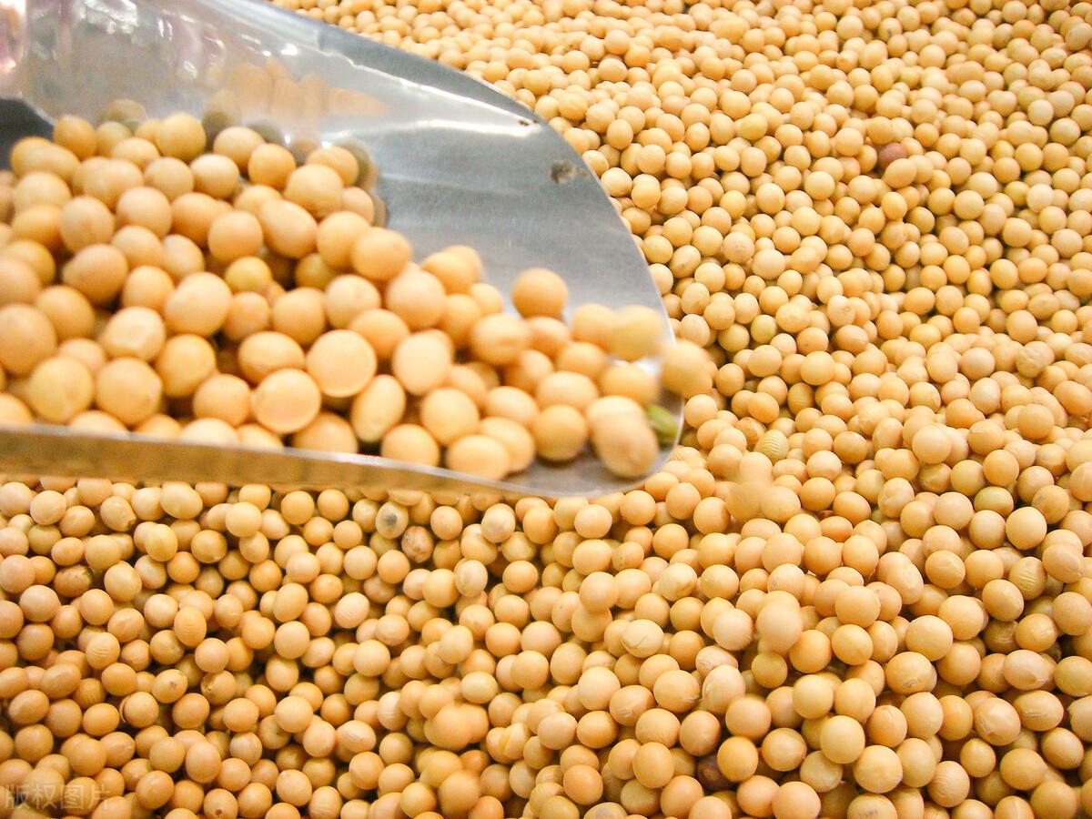 国产大豆收购最新消息