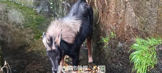 2025今晚最准四不像,探索未知，今晚最神秘的四不像现象