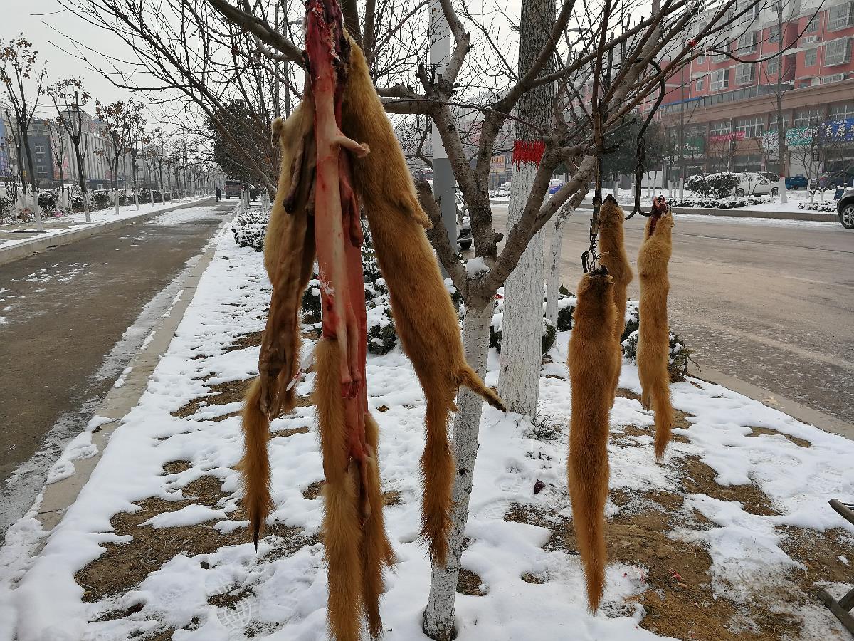黄大仙精准资料大全1,黄大仙精准资料大全一，神秘的传说与信仰的解读